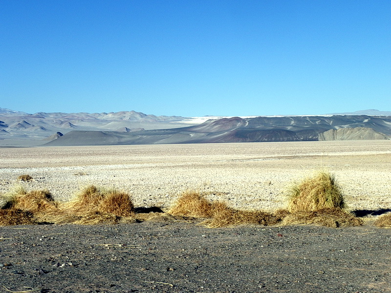 Argentine-0192
