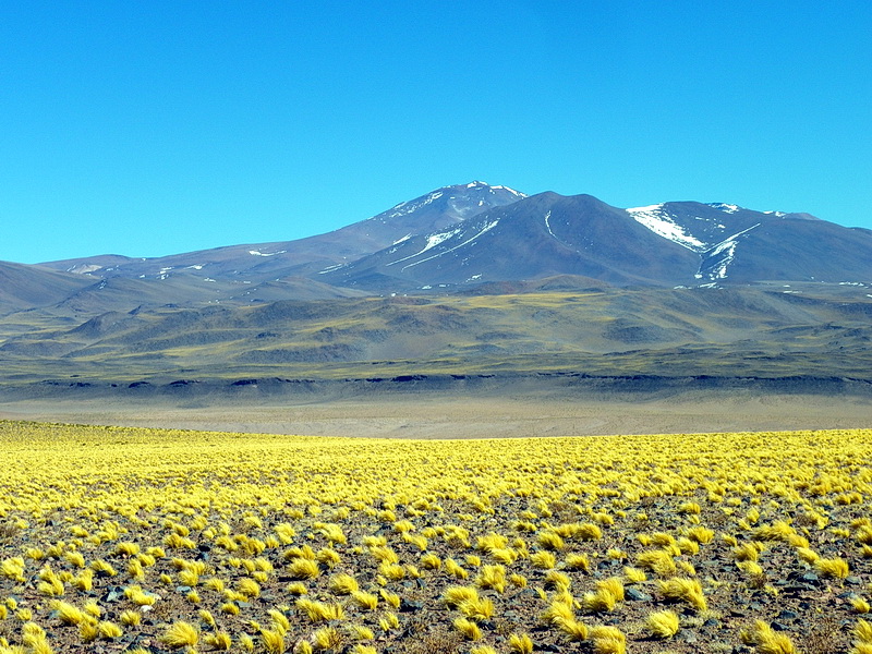 Argentine-0410