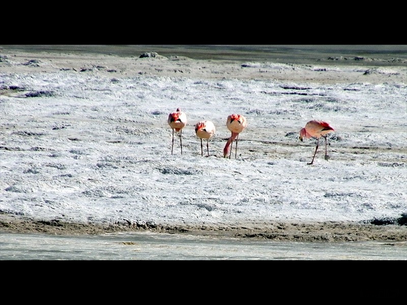 bootstrap carousel example