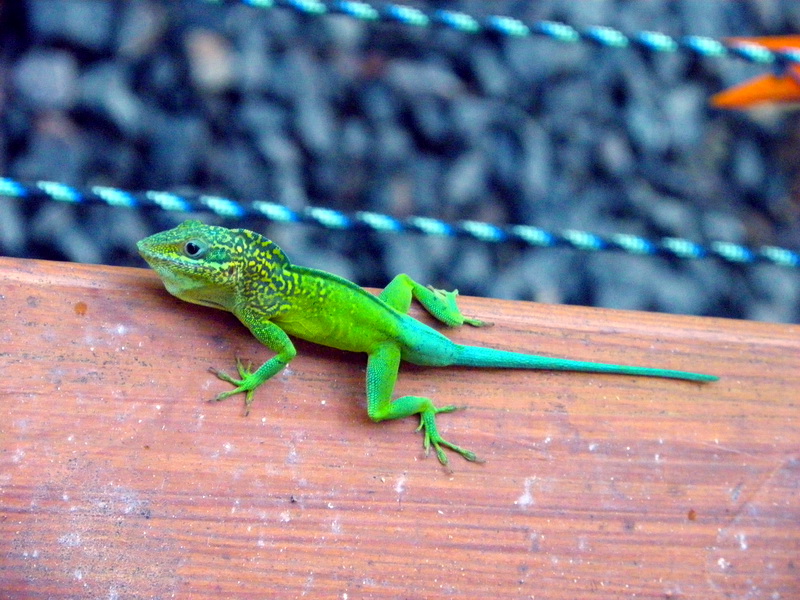 Guadeloupe-185