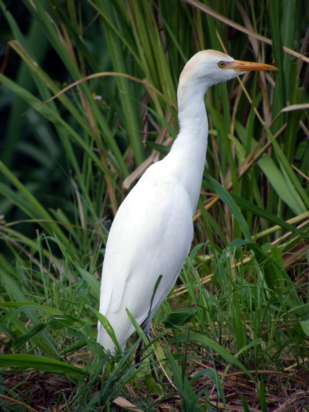 Guadeloupe-223